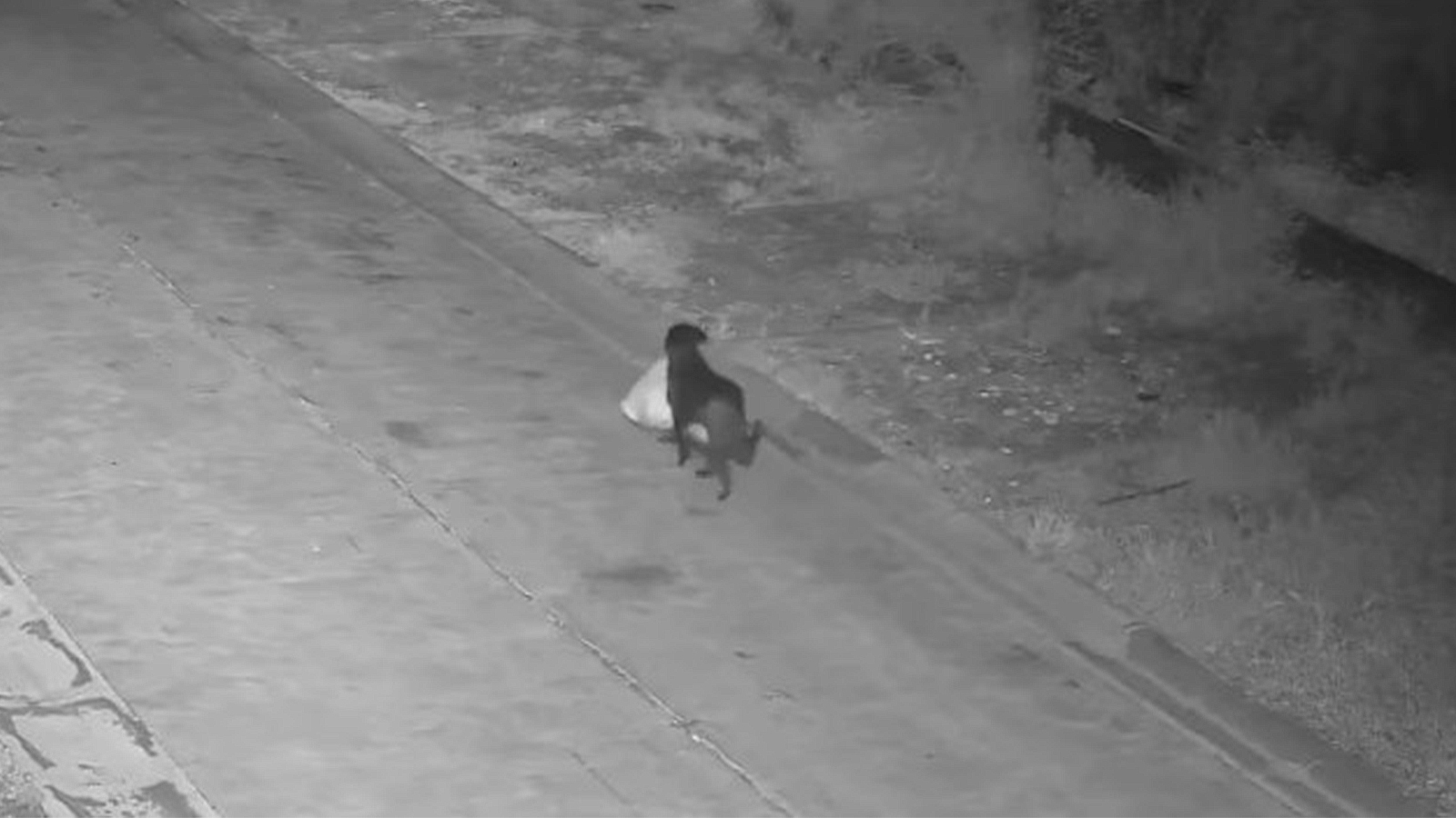 Sicily CCTV Shows Dog Dropping Trash — Owner Accused of Training Pup to Fly-tip