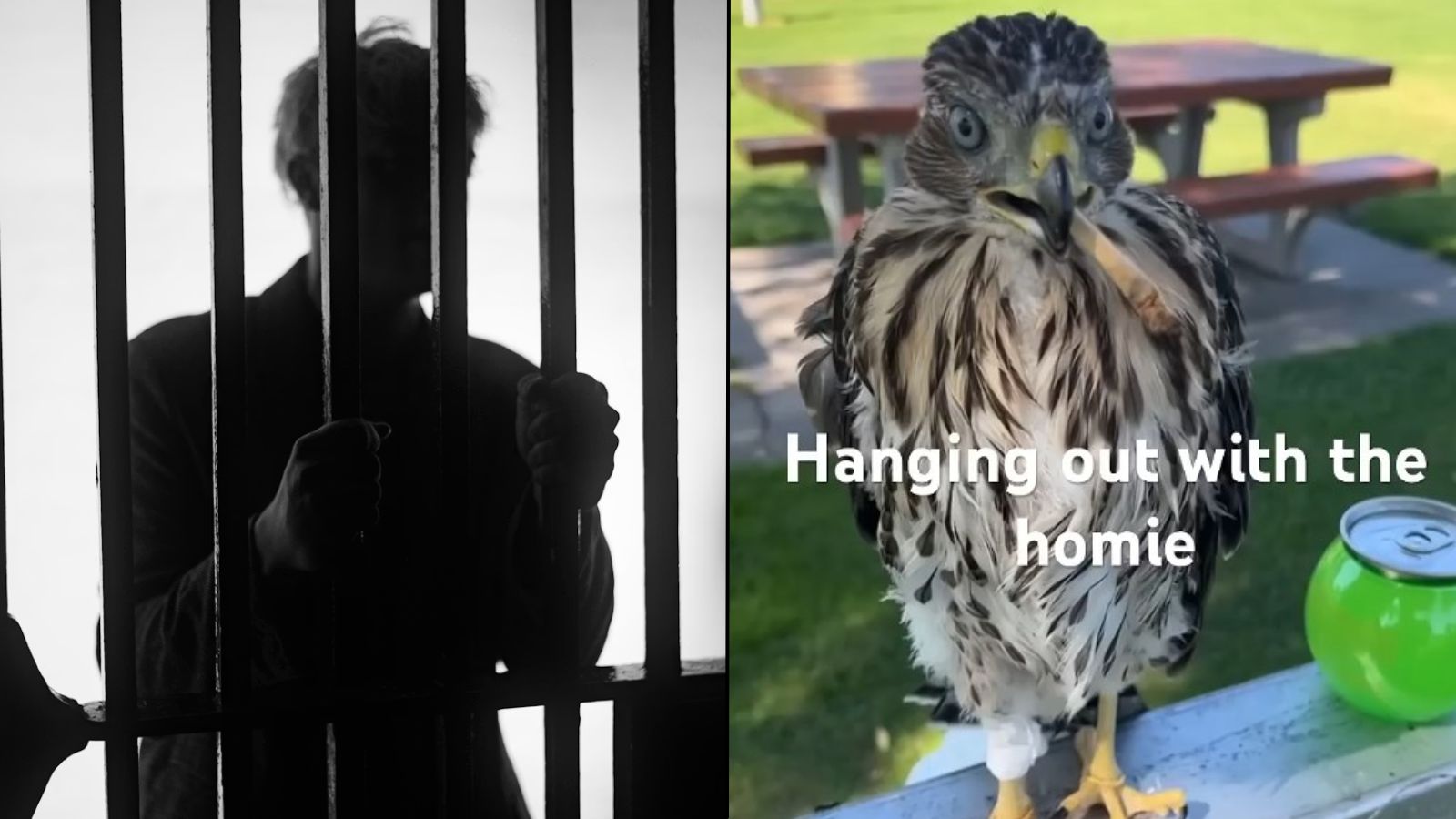 Why a Viral Video of a Man Feeding a Hawk Cost Him Jail Time